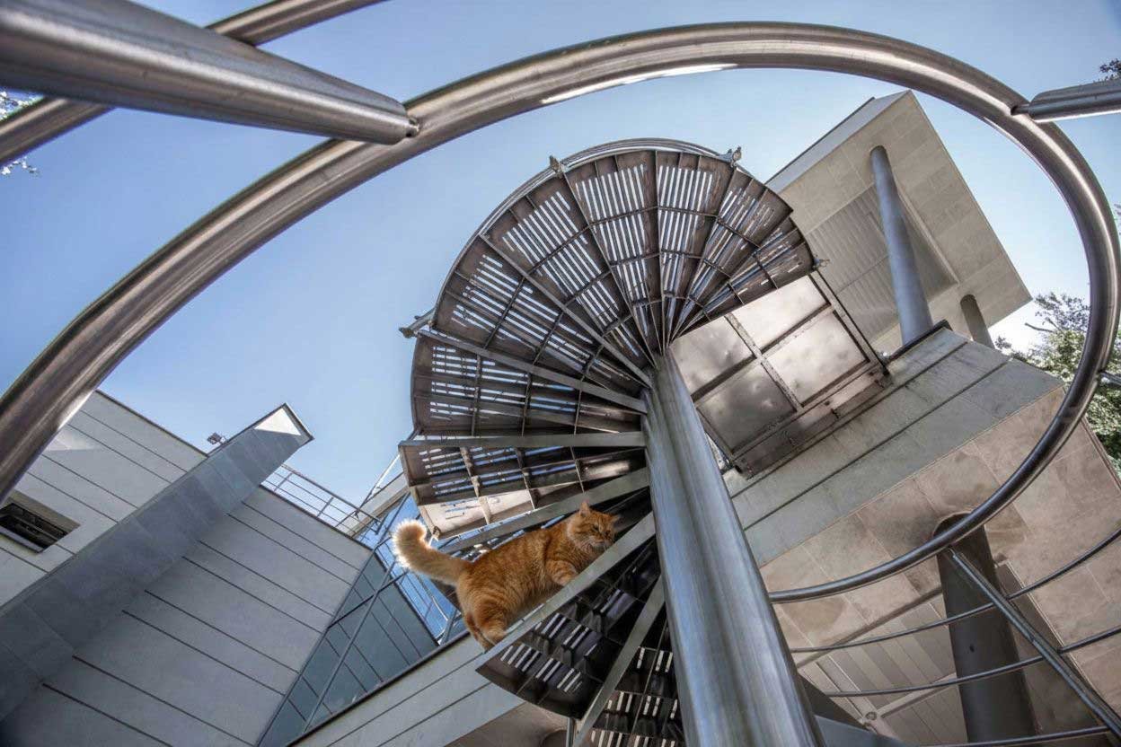 Wide-angle shot of a modern spiral staircase from below, with a cat walking across it